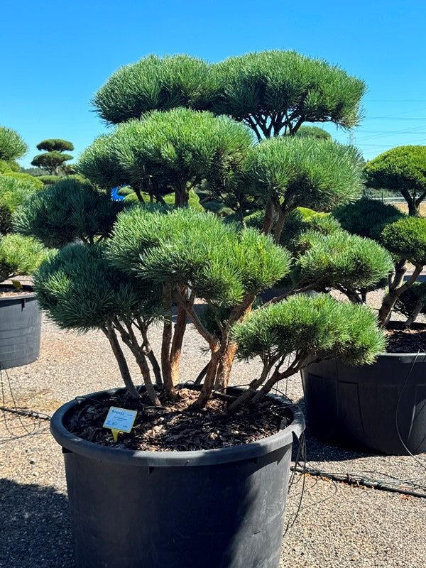 2323-Borovice-lesni-Pinus-sylvestris-Watereri-1-rotated-e1755354640262